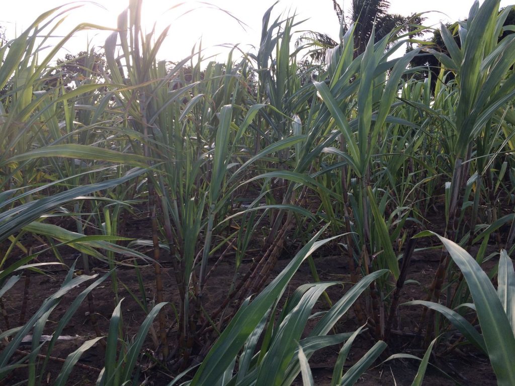 Sugar cane farm Gongoni